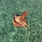 PoolCandy RealPrint® T-Rex Dinosaur Jumbo Pool Tube